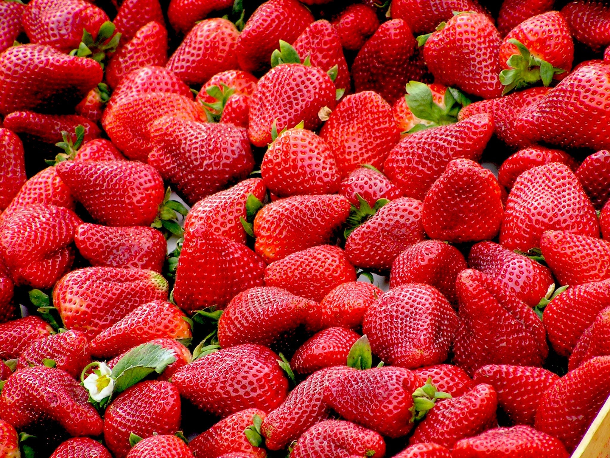 fresas frutas