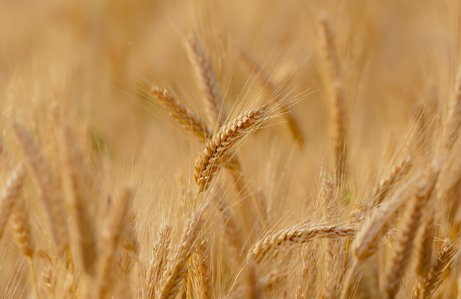 Pasto de trigo: ¡Un tesoro en tan sólo pequeñas dosis!